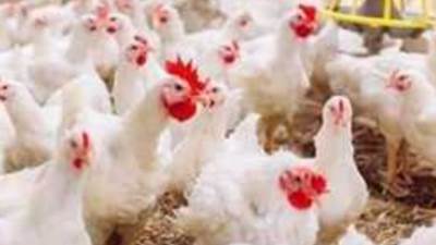 أسعار الدواجن والبيض اليوم الجمعة 23 أغسطس 2024