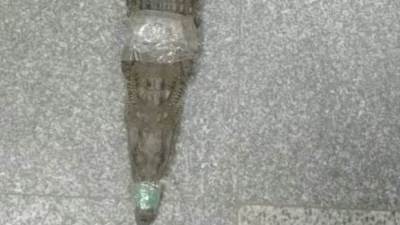 العثور على تمساح فى ترعة بالبدرشين.. عمره سنتان وطوله متر