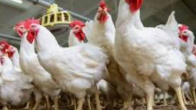 أسعار الدواجن والبيض اليوم الثلاثاء 27 اغسطس 2024