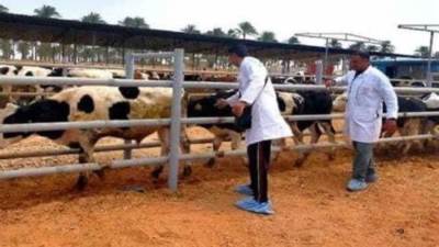 وزير الزراعة: إعطاء أكثر من 6.6 مليون جرعة ضد مرضى الحمي القلاعية خلال الحملة القومية الثانية في إطار مبادرة "حياة كريمة" 