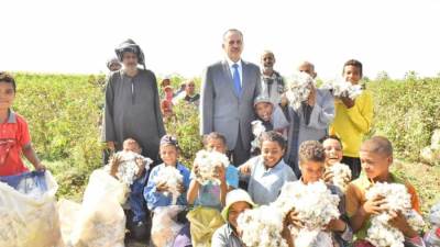 محافظ أسيوط يفتتح موسم جنى القطن وسط فرحة المزارعين وغناء الأطفال للذهب الأبيض