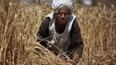 بالإنفوجراف... الدولة المصرية تواصل تطبيق استراتيجيتها لدعم وتمكين الفلاح