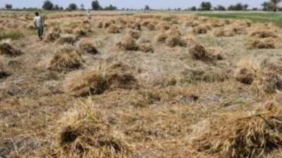 تقرير رسمى يكشف: المساحة المُنزرعة بالقمح 2023/24 بلغت 3,25 مليون فدان