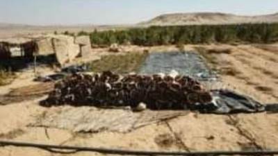 ضبط 4 عناصر إجرامية بالجيزة لقيامهم بزراعة قطعة أرض بنبات البانجو المخدر