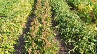 وزير التعليم العالي يؤكد: الأكاديمية تسهم في تلبية احتياجات المجتمع الزراعي