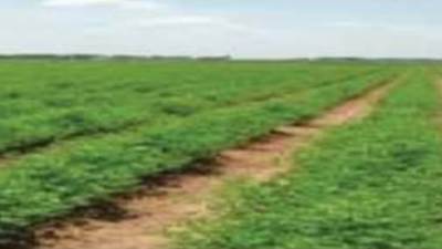 حقيقة ادعاء شركات تعاقدها مع وزارة الزراعة للعمل كوسيط للإعلان عن طرح أراض زراعية