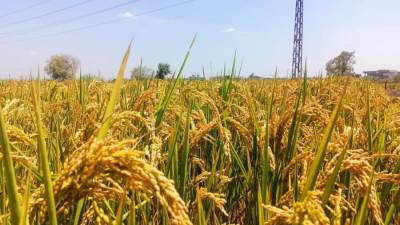 حصاد 97% من المساحات المنزرعة بالمحصول.. وإنتاج أكثر من 29 ألف طن أسمدة عضوية