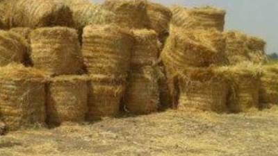 "الزراعة" تصدر تقرير متابعة منظومة جمع وتدوير قش الأرز