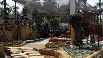 حقيقة قطع النخيل والأشجار النادرة بحديقة الأورمان التاريخية