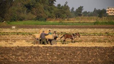 "الزراعة" تعلن  انتهاء موسم حصاد الأرز.. واستمرار أعمال منظومة جمع وتدوير القش