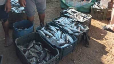 حماية البحيرات يفتتح موسم الصيد في بحيرة قارون بعد انقطاع دام سنوات