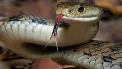 فصل طالب أسبوع بسوهاج لاصطحابه ثعبانا داخل مدرسة ثانوى بغرض المزاح