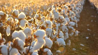 ‫وزارة الزراعة: بيع 275.554 قنطار من قطن الزهر فى المزاد السادس