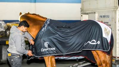 لأول مرة منذ 15 عامًا.. مصر تشارك دوليًا بفرسان وخيول مصرية فى بطولة الفروسية الدولية
