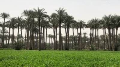 تحذيرات عاجلة.. حالة الطقس من اليوم الأحد 12-1-2025 ولمدة 7 أيام