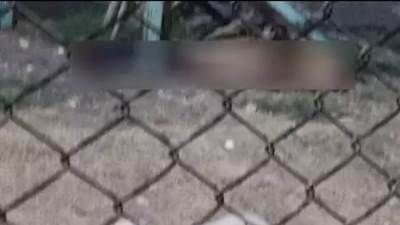 القضاء على الأسد ملتهم رأس حارسه بحديقة الحيوان بالفيوم