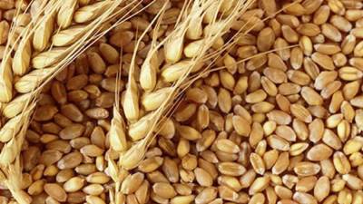 روسيا ستفرض رسوم تصدير على القمح بقيمة 39.98 دولار لكل طن متري