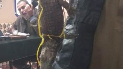 صياد يعثر على تمساح نيلي في الشرقية.. وإيداعه حديقة الحيوان بالمحافظة