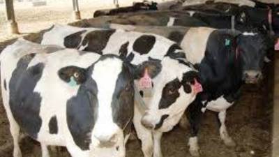 الزراعة توافق على صرف 299 مليون جنيه تمويلا جديدا للمشروع القومى للبتلو