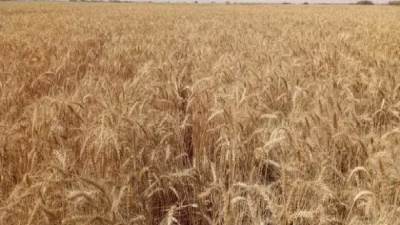 ‫رئيس مركز المناخ يحذر المزارعين من رى القمح والفول اليوم