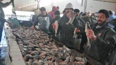 جهاز حماية وتنمية البحيرات والثروة السمكية يستكمل موسم حصاد الأسماك بمزرعة المنزلة السمكية