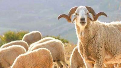 بسبب الجفاف.. المغرب يمنع ذبح إناث الأغنام والماعز حتى نهاية مارس 2026