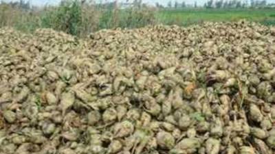 شركة الدلتا للسكر: منح حوافز لتشجيع زيادة كميات البنجر الموردة