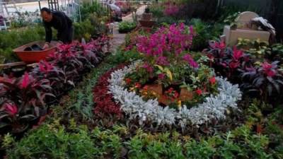 "الزراعة": ألوان الطبيعة وأعياد الربيع تزين المتحف الزراعي في معرض زهور الربيع 2025