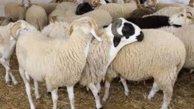  اليوم.. انطلاق حملة صكوك الأضاحي لعام 1446هـ / 2025م