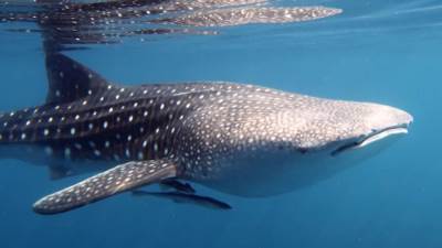 ظهور "القرش الحوتي" في دهب يثير قلق الزوار.. والبيئة: مسالم وآمن