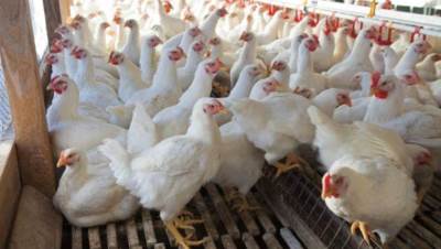 وزير الزراعة ينفى انتشار فيروس بين الدواجن: تقرير رسمى خلال أيام