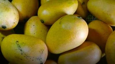 المستشار الإعلامي لمجلس الوزراء ينفي معلومات مغلوطة بشأن تصدير المانجو.. ويصفها بـ"حرب الشائعات"