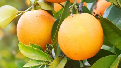 حصري.. أسعار تصدير البرتقال المصري تسجل مستويات قياسية