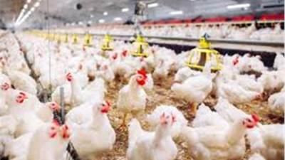 «الصحة والزراعة» تنفيان شائعات إصابة الدواجن بفيروس وبائي يمنع تناولها أو الاقتراب منها والتعامل معها