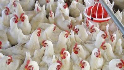 "الوزراء": أوضاع مزارع الدواجن مستقرة.. ولا وجود لأي فيروس يمنع تناولها أو التعامل معها