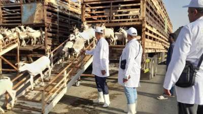 وزير الزراعة يتابع أعمال البعثة البيطرية المصرية للإشراف على الهدي والأضاحي بالمملكة العربية السعودية 