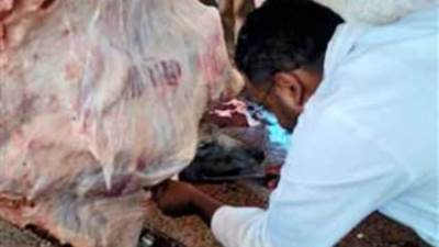 وزارة الزراعة: ذبح أكثر من 20 ألف أضحية بالمجازر الحكومية مجانا حتى الآن