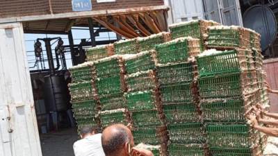 الزراعة: بدء توريد محصول الياسمين لمصانع شبرابلوبة بمحافظة الغربية 