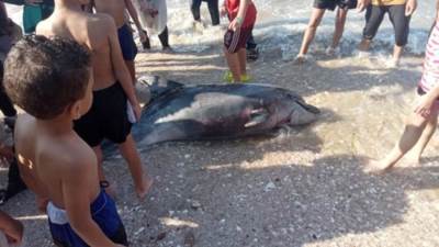 العثور على دولفين نافق على شاطئ بورفؤاد فى بورسعيد