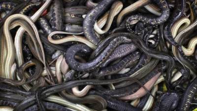 "الزراعة": إحباط محاولة تهريب كبرى لعشرات الزواحف والكائنات النادرة بمطار القاهرة الدولي