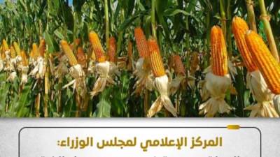 المركز الإعلامي لمجلس الوزراء: الدولة مستمرة في دعم محصول الذرة الشامية وتعمل على زيادة إنتاجيته