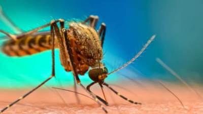 الصحة العالمية تعرب عن قلقها إزاء تفشى فيروس شيكونجونيا المنقول من البعوض