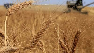 تحذيرات من تأثير الجفاف والحرارة على موسم الحصاد الخريفي في آسيا الوسطى رغم توقعات جيدة للقمح الشتوي