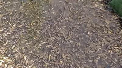 جهاز حماية وتنمية البحيرات والثروة السمكية يواصل تنفيذ خطة دعم وتنمية المخزون السمكي بالمصايد المصرية