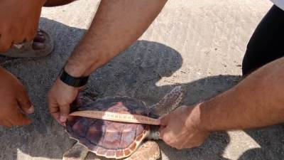 وزارة البيئة تعيد إطلاق سلحفاة بحرية إلى بيئتها الطبيعية بمحمية أشتوم الجميل