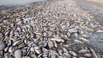 وزارة الزراعة تكشف الأسباب العلمية وراء نفوق الأسماك فى مزارع بحيرة المنزلة