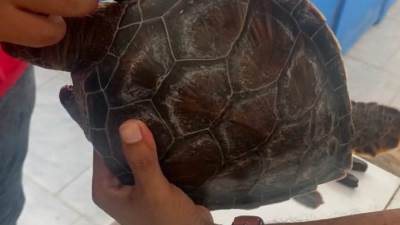 محمية أشتوم الجميل تنجح في إنقاذ سلحفاة بحرية مهددة بخطر الإنقراض