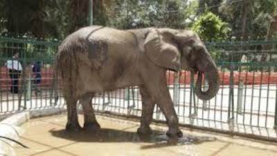 حديقة حيوان الجيزة تستعد لاستقبال 4 أفيال أسيوية بعد غياب طويل