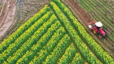 بالفيديو.. المركز الإعلامي لمجلس الوزراء: الأمن الغذائي رؤية الدولة لمستقبل مستدام