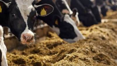 الزراعة: ضبط 84 طن من الأعلاف وإضافاتها منتهية الصلاحية أو مجهولة المصدر أو مخزنة بغرض زيادة الأسعار